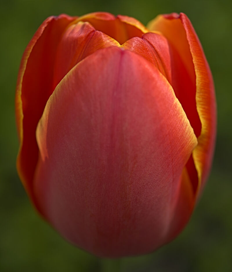 Yellow Rimmed Tulip