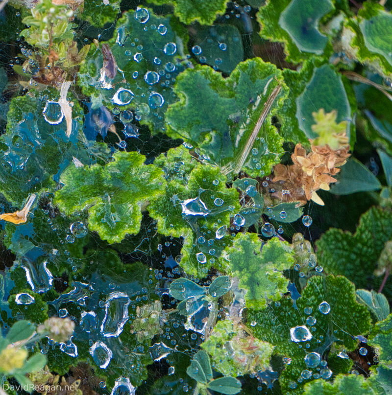 Cobwebs and Water Droplets