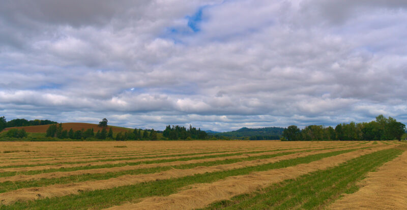 Oregon Fields