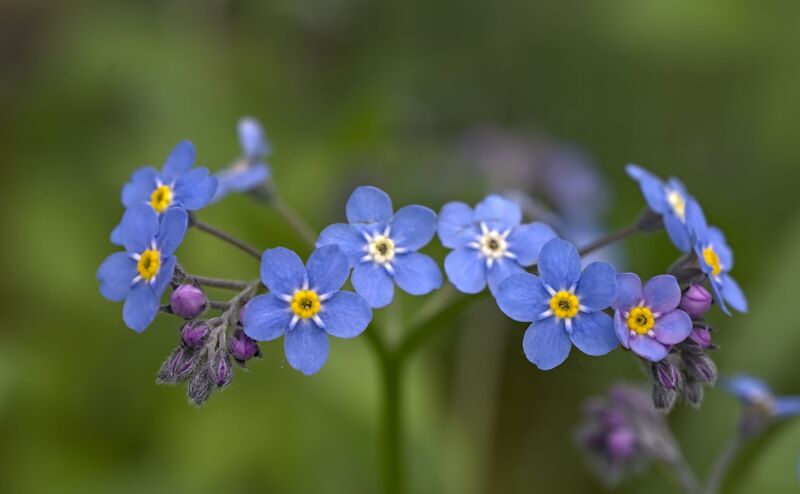 Close up of blue Forget-me-not flowers