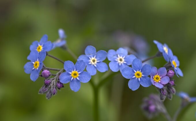 Close up of blue Forget-me-not flowers