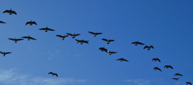 Geese on the Wing