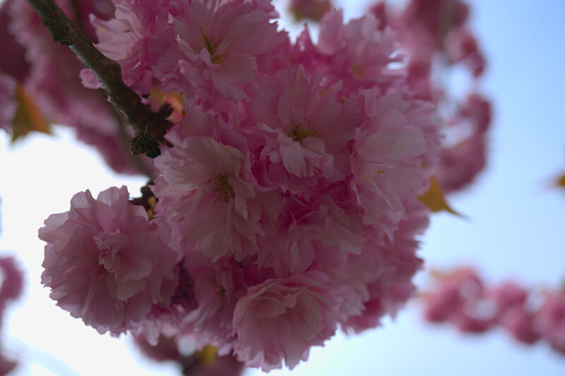 Bunches of Pink