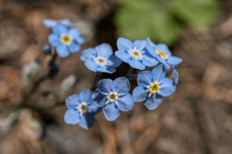 Blue Mini Flowers