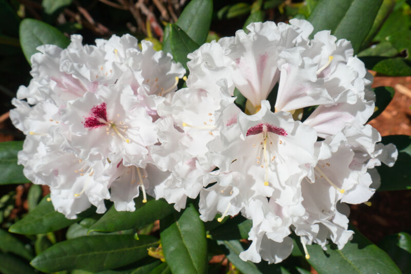 White Rhododendrons
