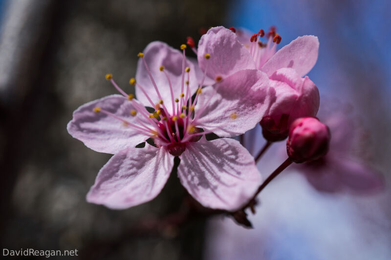 Flowering Plum Blossom