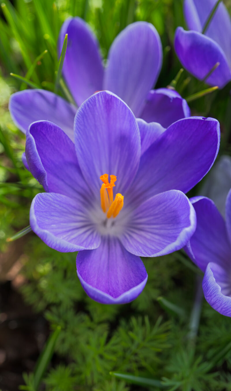 Purple in Spring