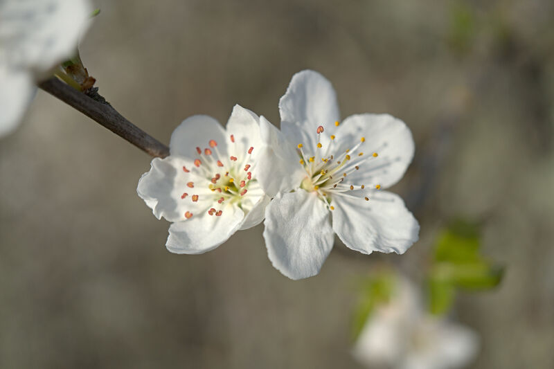 Cherry Plum Blossoms