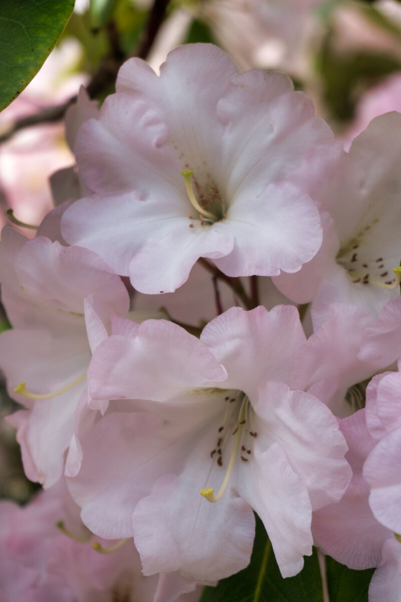 Light Pink Rhododendron