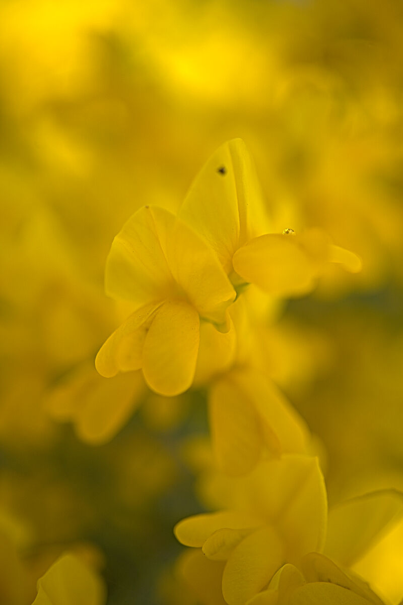 Yellow Closeup