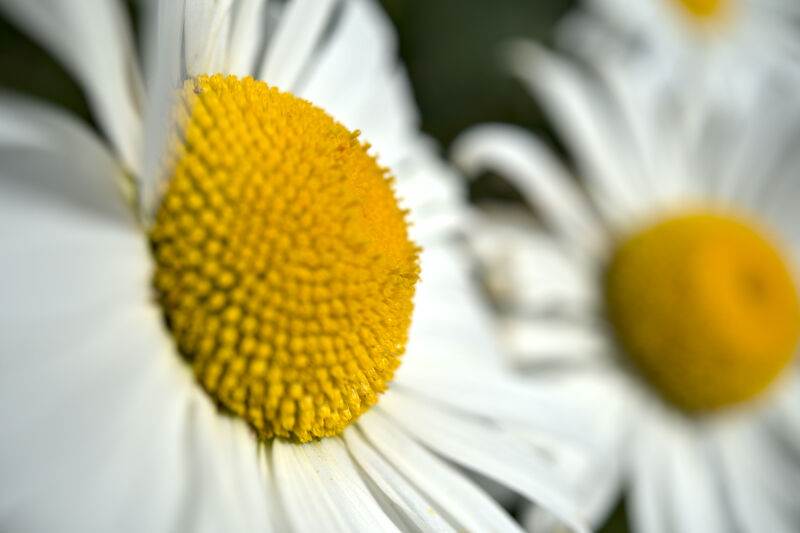 Out of Focus Daisies