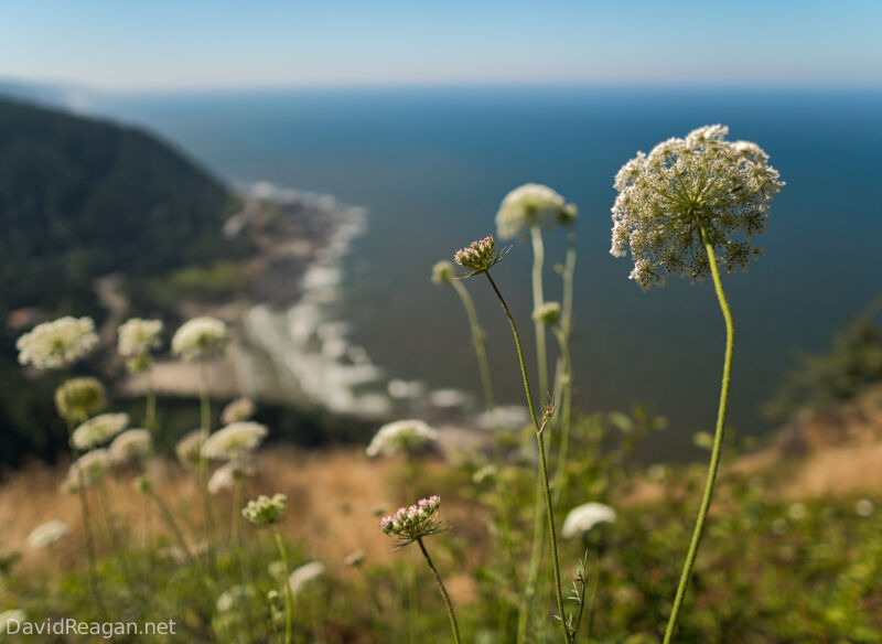 Queen Anne's Lace at the Ocean