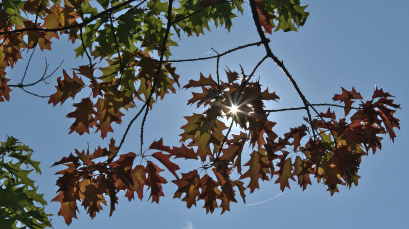 Fall Sunshine