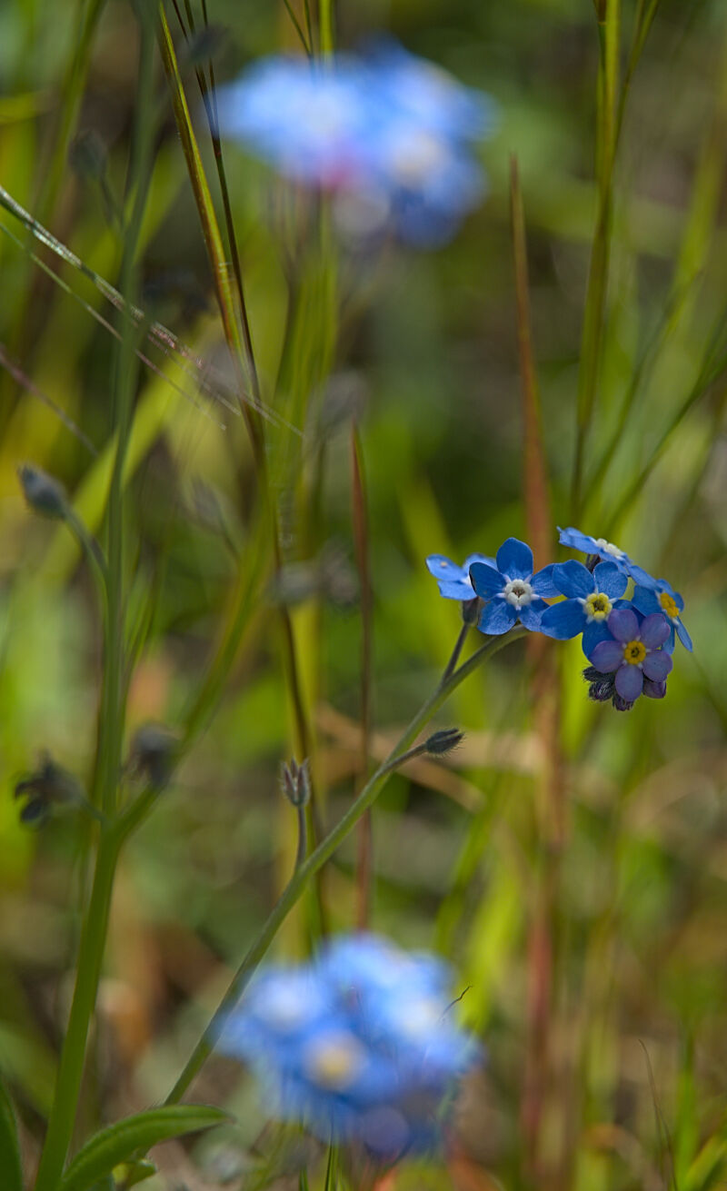 Blue Flowers Amidst the Grass