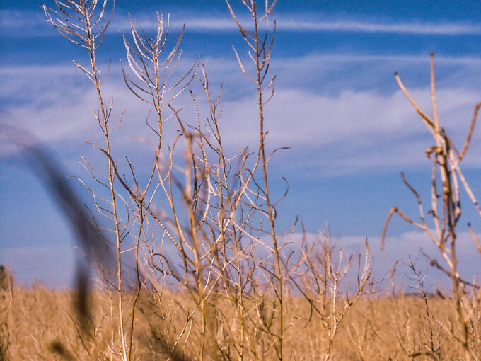 Brown Grass and Blue Skies