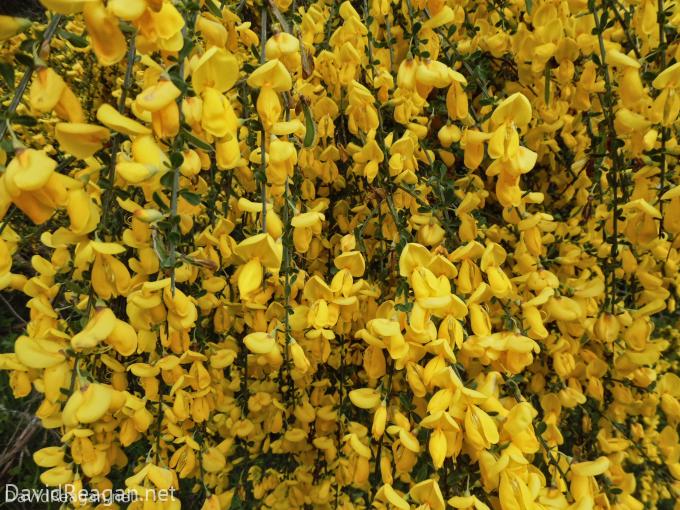 Scotch Broom