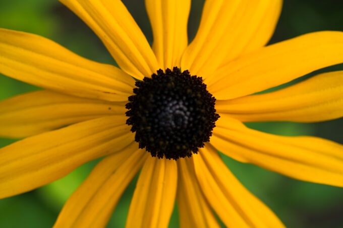 Black-Eyed Susan