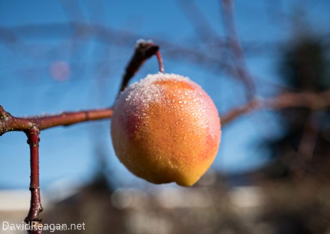 Frosty the Apple