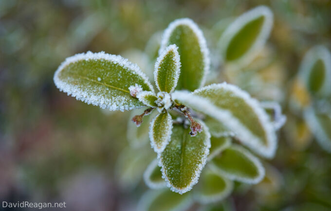 Frosty