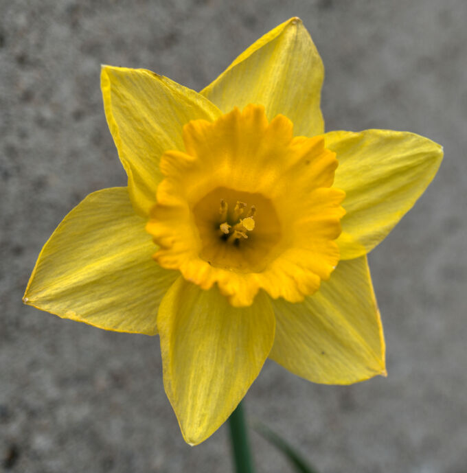 Daffy