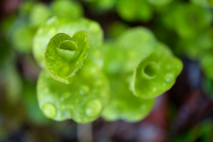 Wet and Green