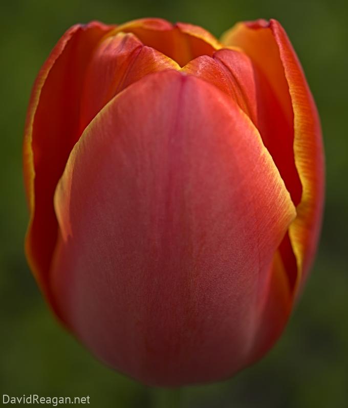 Yellow Rimmed Tulip
