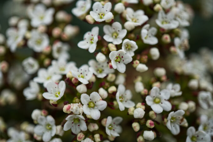 Tiny Flowers