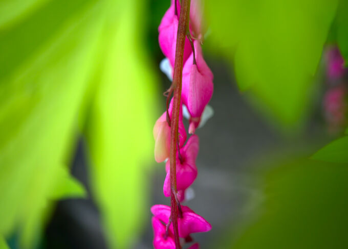 Flowers through the Leaves