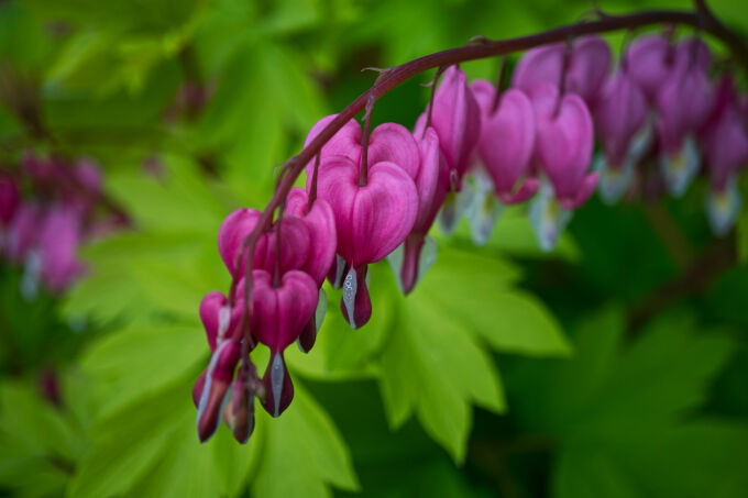 Pink and Green
