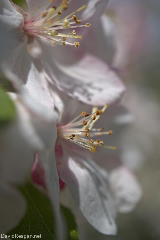 Tree Blossoms