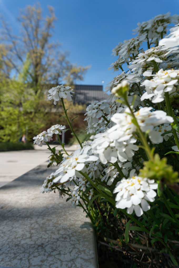 Courtyard Flowers