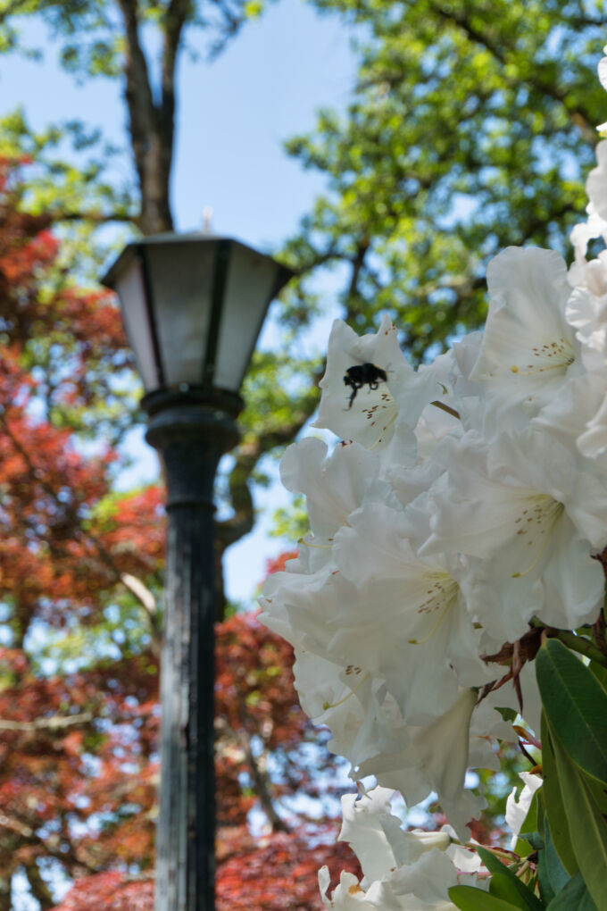 Rhodoendron and a Bee