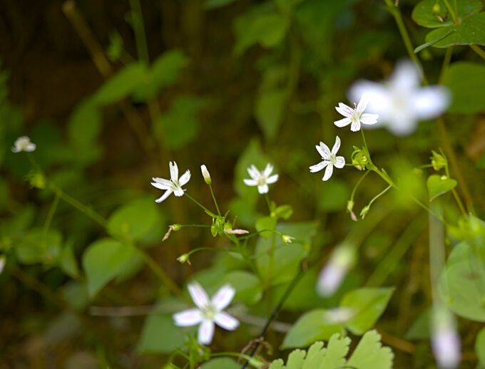 Flowers and Leaves