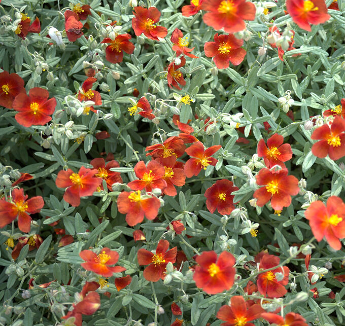 Many Dark Orange Flowers