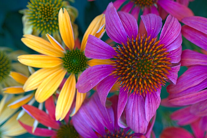 Coneflowers