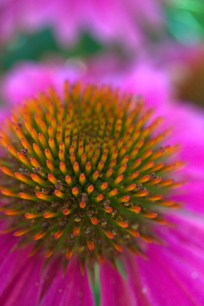 Coneflower
