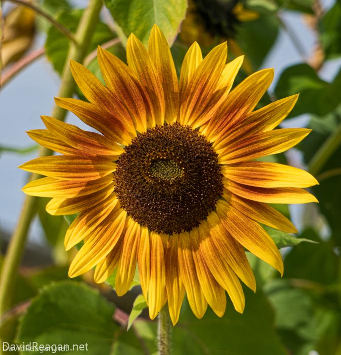 Sunny