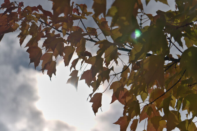 Fall Afternoon