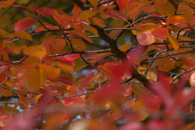 Leaves through the Leaves