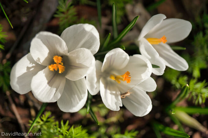 Three New Flowers