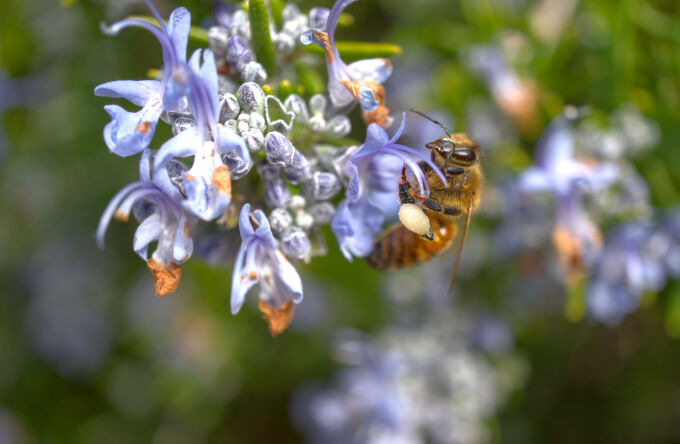 Honey Bee, Honey Do