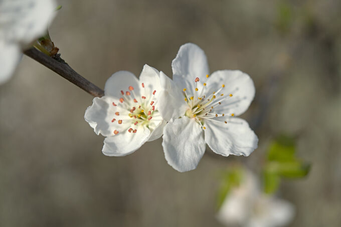 Cherry Plum Blossoms