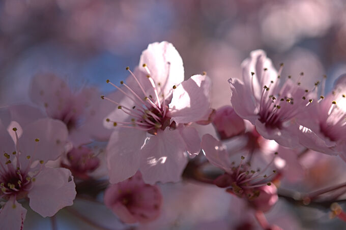 Blossoms