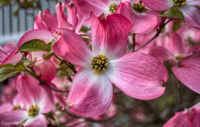 Pink and White Extravaganza