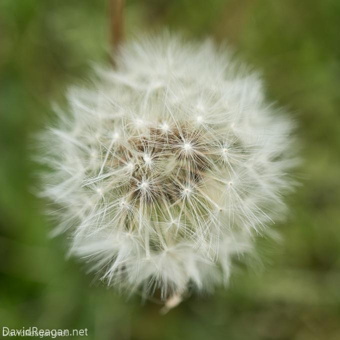 Dandilion Fluff
