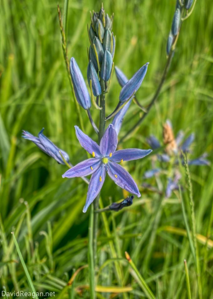 Camas Lily