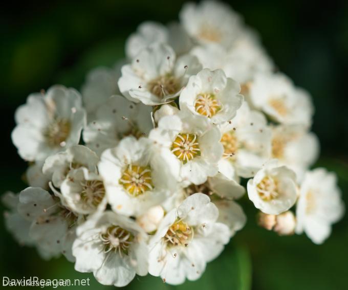 Cluster