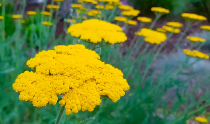 Summertime Yellow