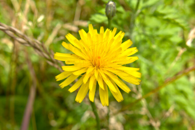 Yellow Flower