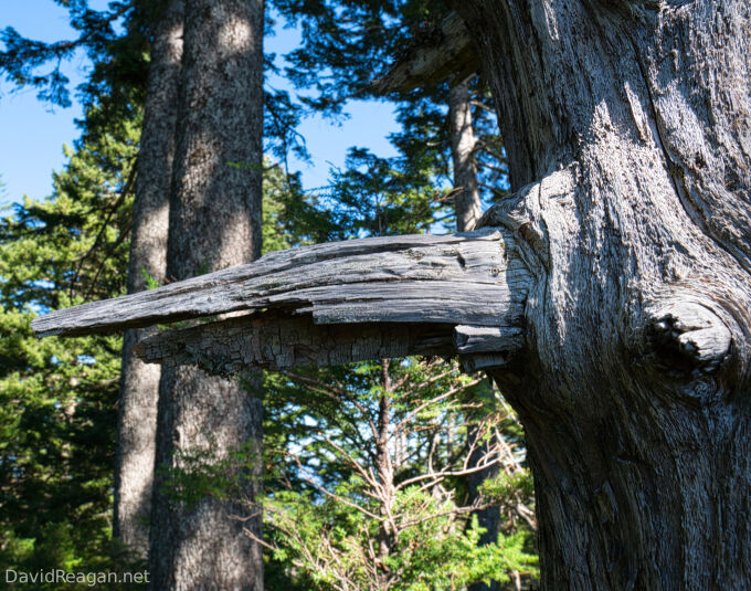 Broken Branch